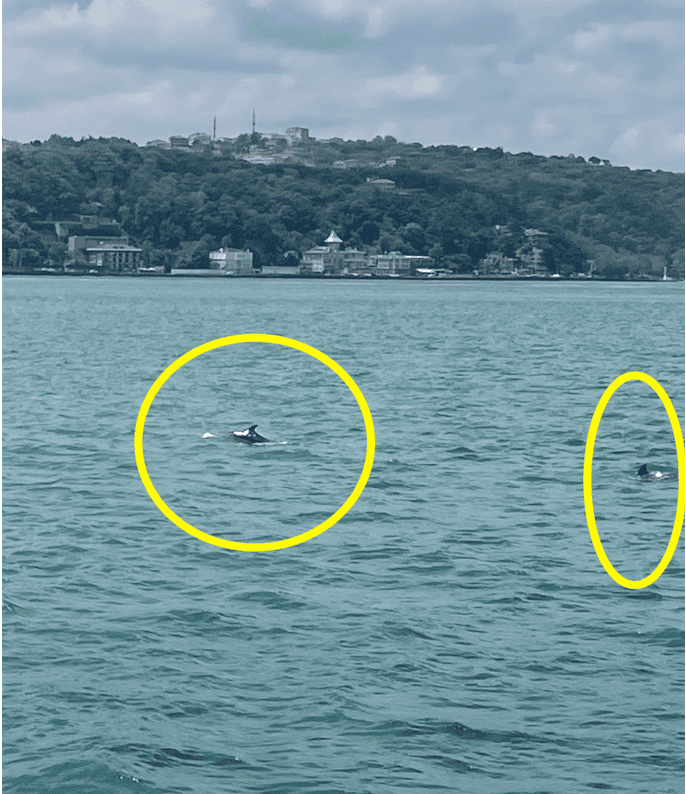 Bosphorus Dolphins